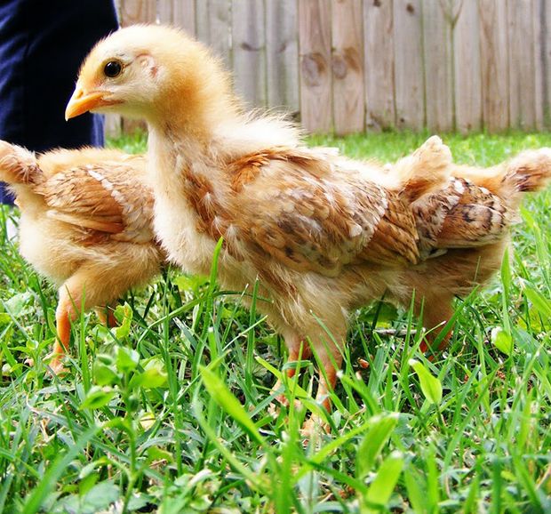 Chicks 2